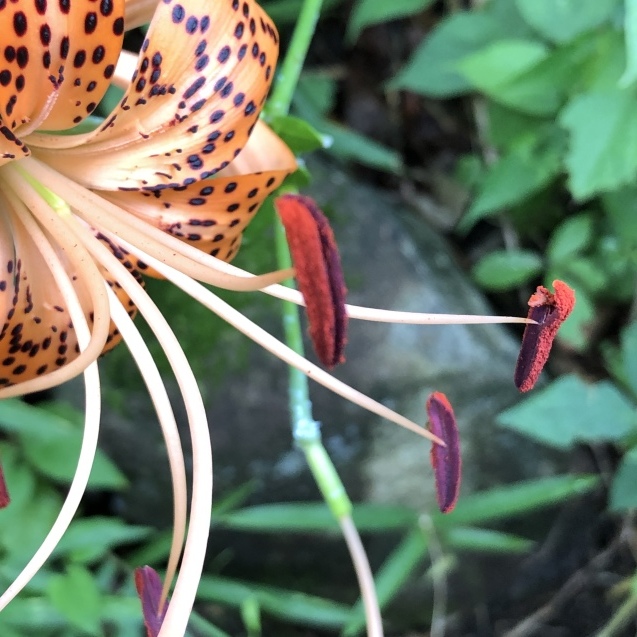 コオニユリ ヘリオトロープ_e0407040_23371866.jpg