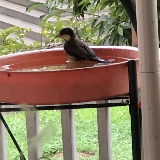 暑い あつい_e0407040_21543008.jpg