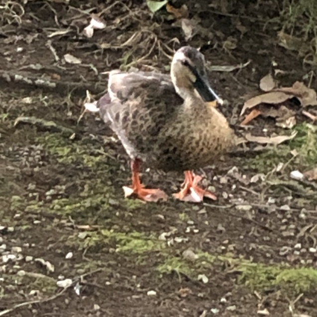 暑い あつい_e0407040_21550618.jpg