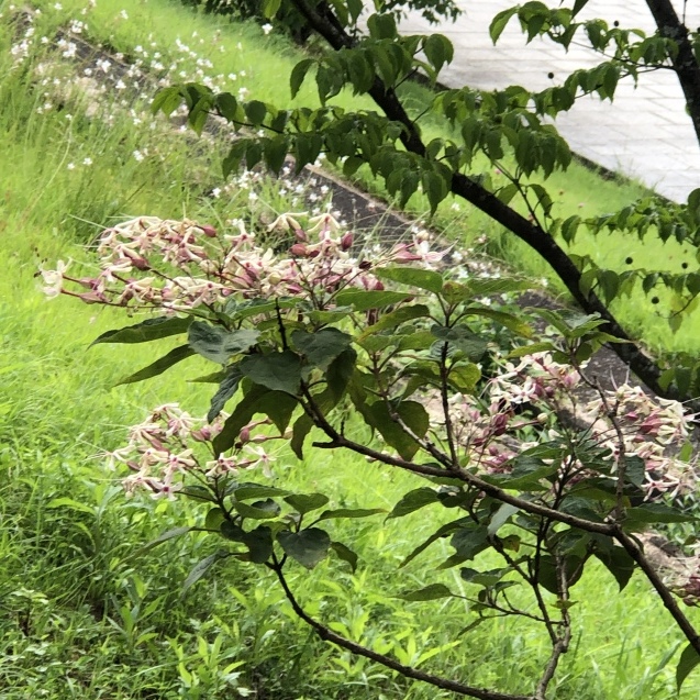 暑い あつい_e0407040_21551251.jpg