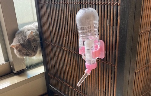 ふうたの水飲み専用ドリンカー付けてみました♪_e0039033_16041008.jpg