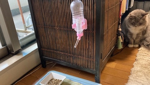ふうたの水飲み専用ドリンカー付けてみました♪_e0039033_16052309.jpg