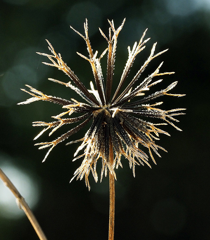 センダングサ類の観察 ③ 花から果実、とげの成り立ち_d0163696_22351535.jpg