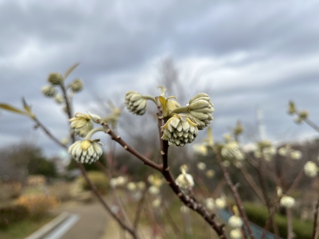 箱根駅伝。。。 ! !_b0416666_19362429.jpeg