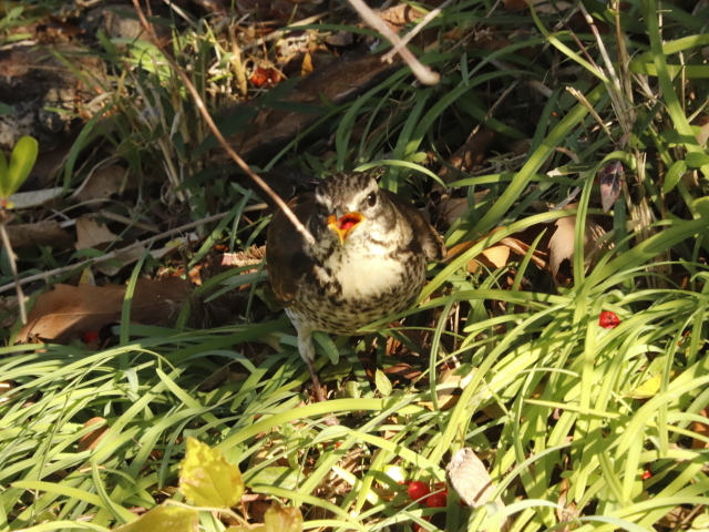 箱根駅伝。。。 ! !_b0416666_19433674.jpg