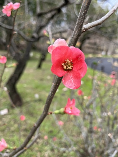 箱根駅伝。。。 ! !_b0416666_19531064.jpeg