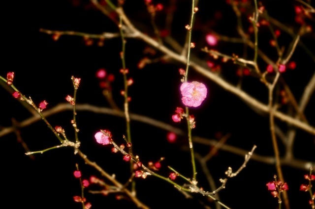 箱根駅伝。。。 ! !_b0416666_15233037.jpg