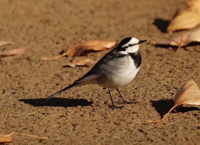 箱根駅伝。。。 ! !_b0416666_15255951.jpg