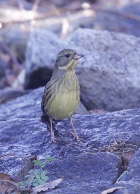 箱根駅伝。。。 ! !_b0416666_15261216.jpg