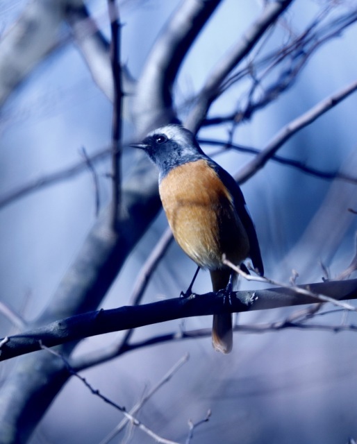 箱根駅伝。。。 ! !_b0416666_15264968.jpg