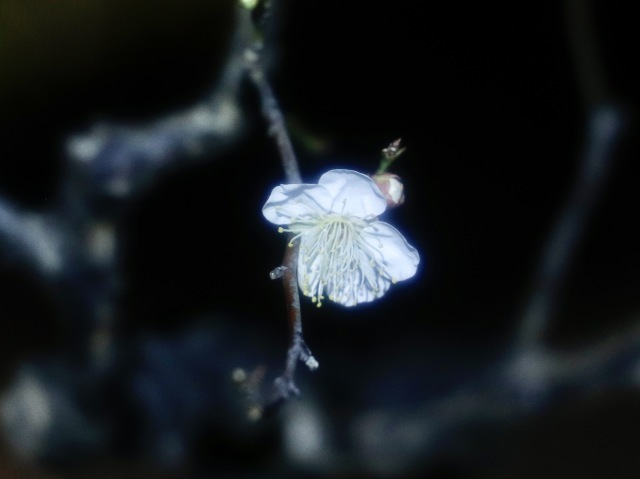 しぶんぎ座流星群 。。。 ! !_b0416666_15282055.jpg