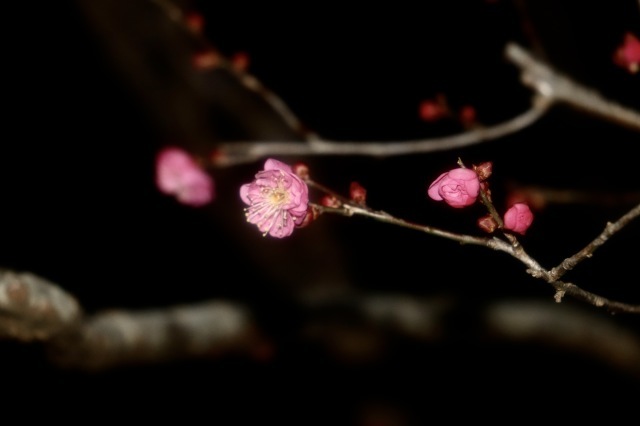 しぶんぎ座流星群 。。。 ! !_b0416666_15285358.jpg