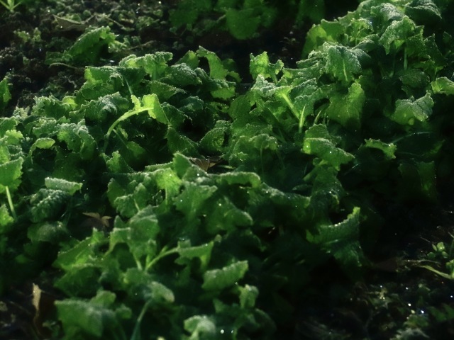 しぶんぎ座流星群 。。。 ! !_b0416666_15304052.jpg