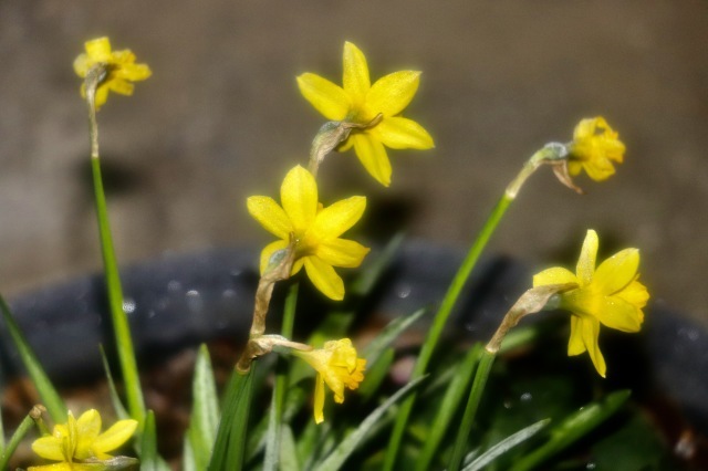 しぶんぎ座流星群 。。。 ! !_b0416666_15354427.jpg