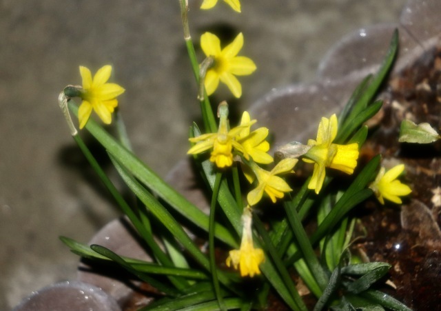 しぶんぎ座流星群 。。。 ! !_b0416666_15360848.jpg