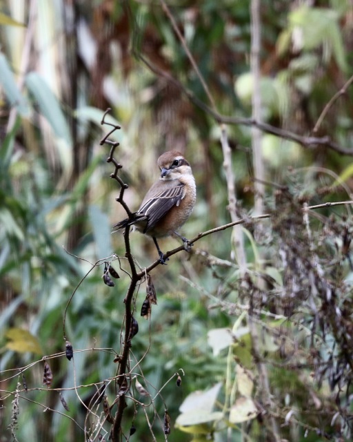 しぶんぎ座流星群 。。。 ! !_b0416666_15365727.jpg