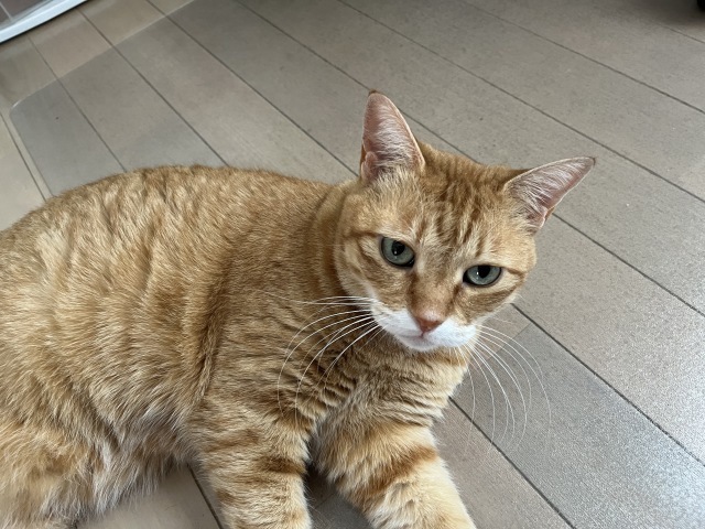 しぶんぎ座流星群 。。。 ! !_b0416666_15390128.jpeg