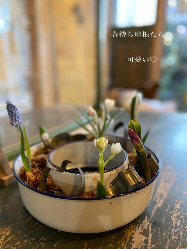春待ち球根たち♬.*゚_d0058876_16333372.jpeg