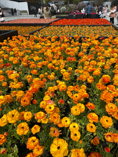 熊本 FLAVÉDO par LISETTE(フラベドパーリゼッタ)_d0316051_21514819.jpg