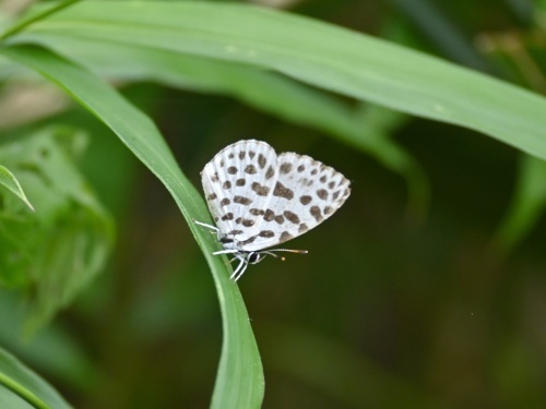 ゴイシシジミ 蝶先達たちの逝去_d0353091_15372230.jpg
