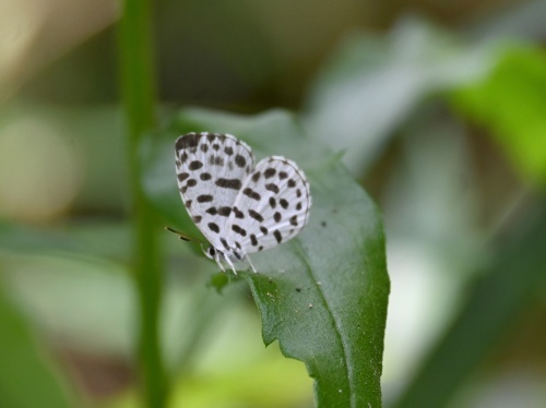 ゴイシシジミ 蝶先達たちの逝去_d0353091_15380659.jpg