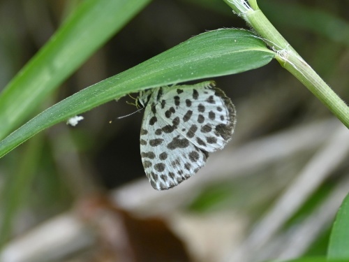 ゴイシシジミ 蝶先達たちの逝去_d0353091_15383659.jpg