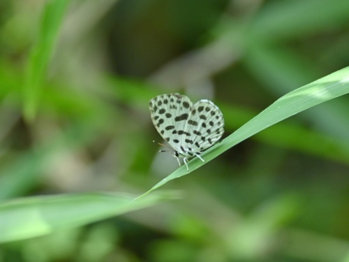 ゴイシシジミ 蝶先達たちの逝去_d0353091_15390428.jpg