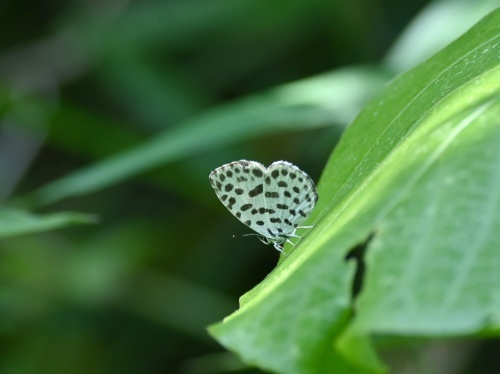 ゴイシシジミ 蝶先達たちの逝去_d0353091_15393129.jpg