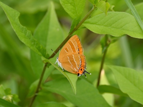 ゴイシシジミ 蝶先達たちの逝去_d0353091_15400219.jpg