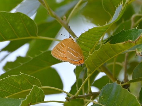 ゴイシシジミ 蝶先達たちの逝去_d0353091_15403117.jpg