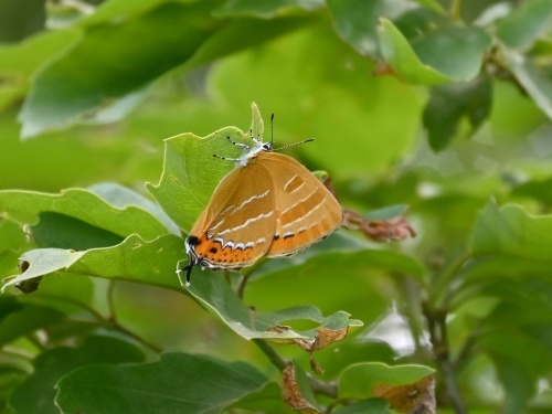 ゴイシシジミ 蝶先達たちの逝去_d0353091_15412605.jpg