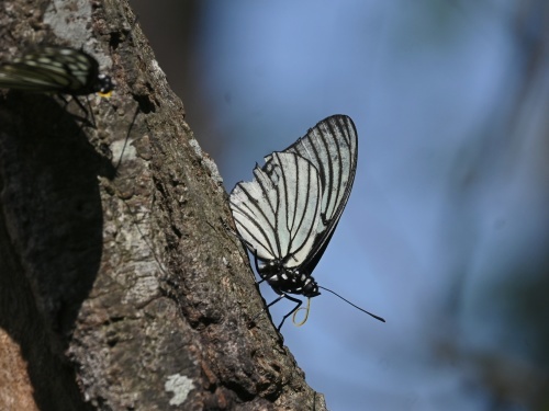 ゴイシシジミ 蝶先達たちの逝去_d0353091_15420926.jpg