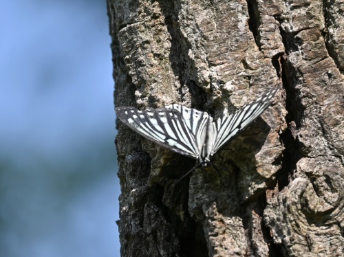 ゴイシシジミ 蝶先達たちの逝去_d0353091_15423945.jpg