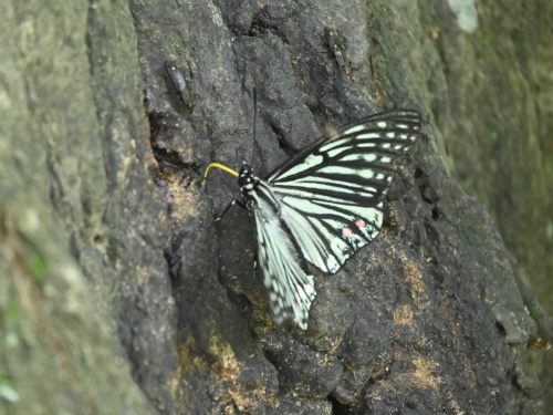 ゴイシシジミ 蝶先達たちの逝去_d0353091_15430472.jpg