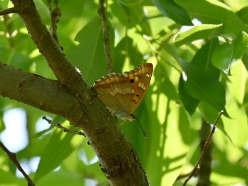 ゴイシシジミ 蝶先達たちの逝去_d0353091_15433183.jpg