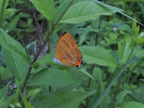 ゴイシシジミ 蝶先達たちの逝去_d0353091_15534130.jpg