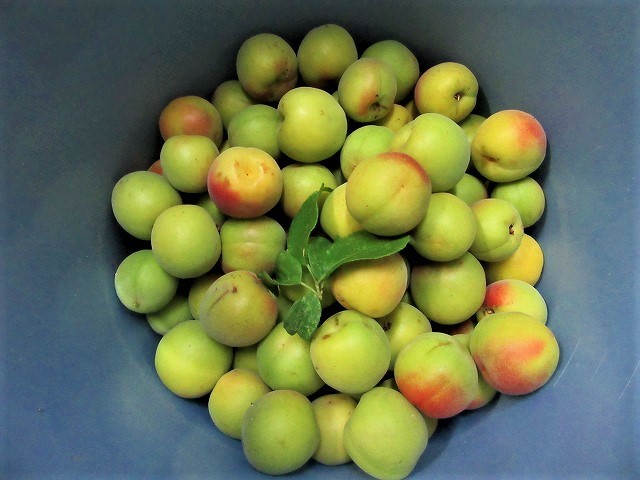 今年の梅 _e0072023_19195865.jpg