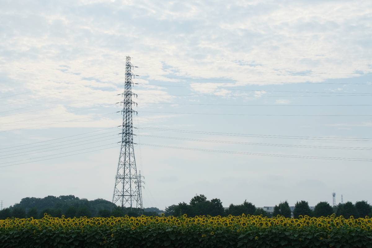 野木のひまわり畑 1_b0411679_17482813.jpg