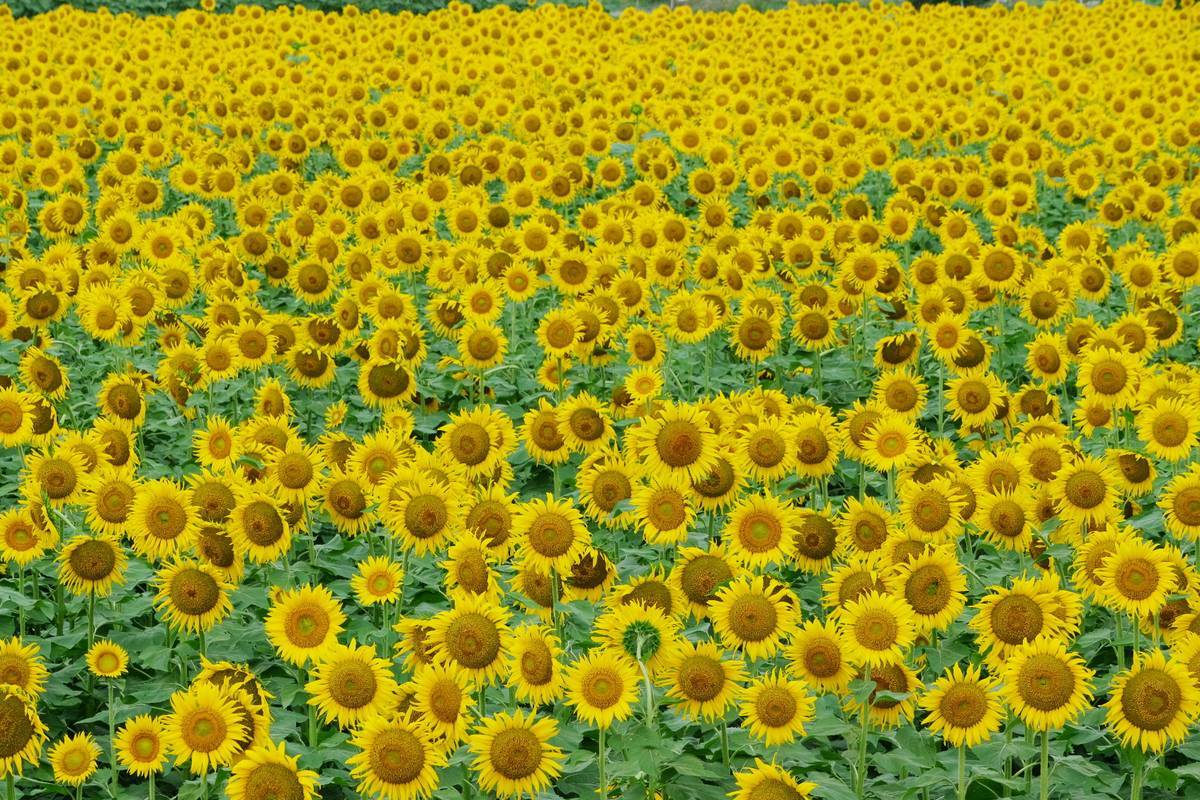 野木のひまわり畑 1_b0411679_17482849.jpg