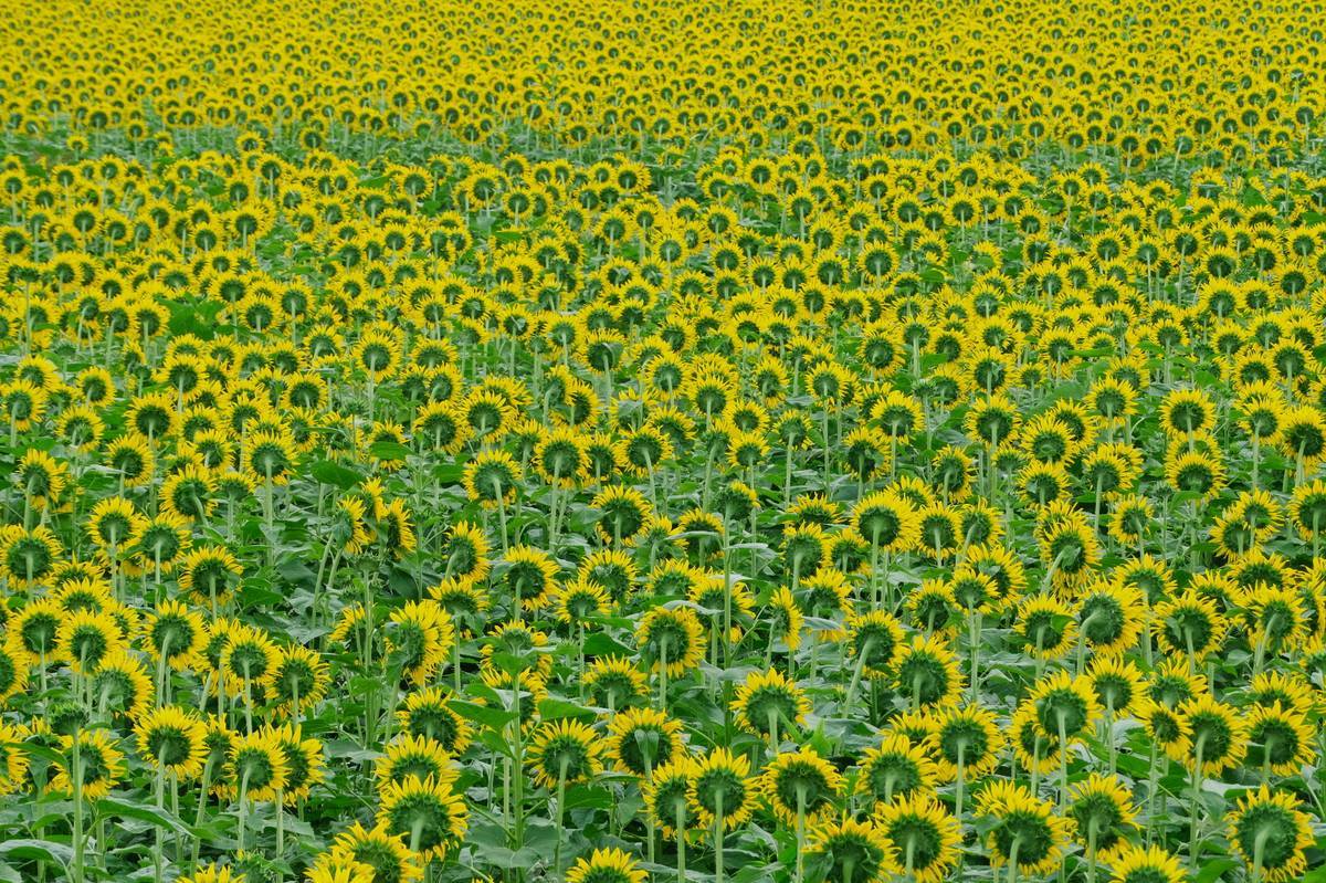 野木のひまわり畑 1_b0411679_17482923.jpg