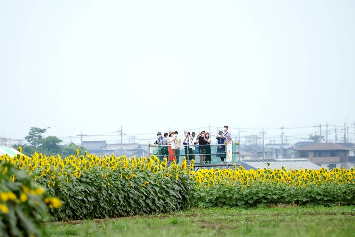 野木のひまわり畑 1_b0411679_17482933.jpg