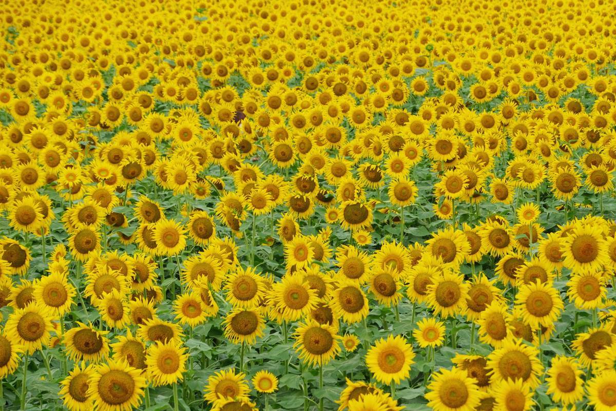 野木のひまわり畑 1_b0411679_17482935.jpg