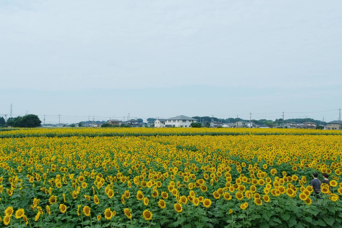 野木のひまわり畑 1_b0411679_17482976.jpg