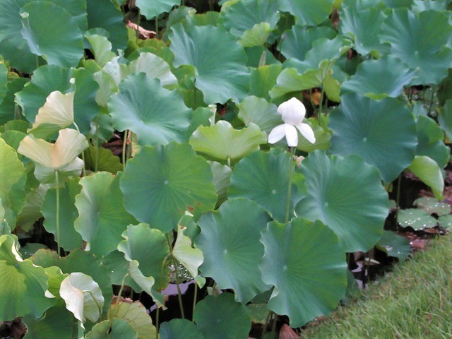夏真っ盛り!_e0072023_13153367.jpg