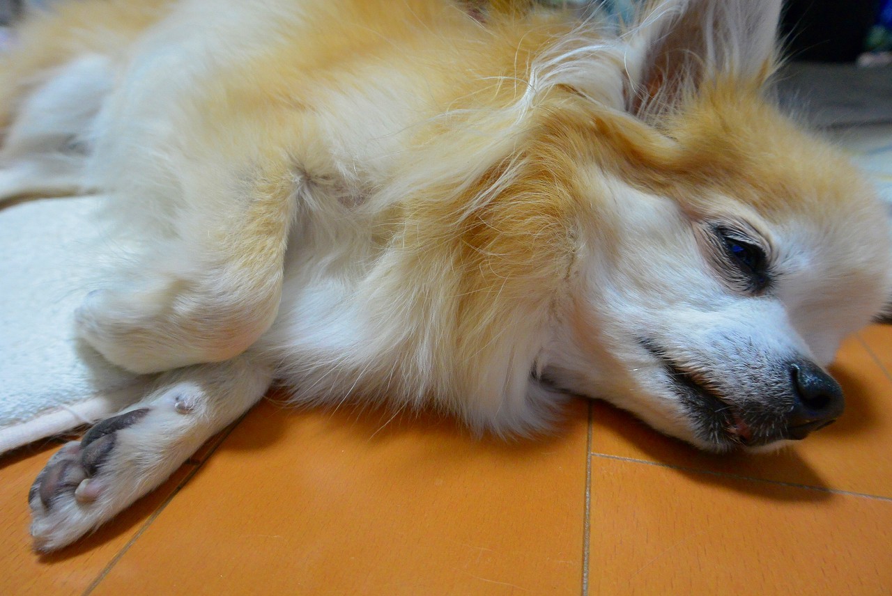 山中湖 花の都公園 ~マリーゴールド~ & ドッグドック_d0395460_07214934.jpg