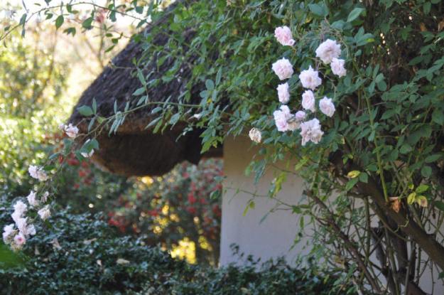 Peony Moon - Mount Grace 10