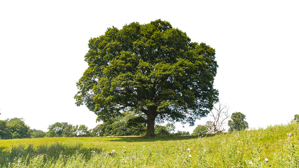 フォトショップで樹木の背景を透明に切り抜く方法。完成はこちら