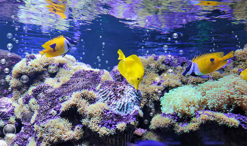 how-to-create-bubble-brush-in-photoshop how-to-create-bubble-brush-in-photoshop