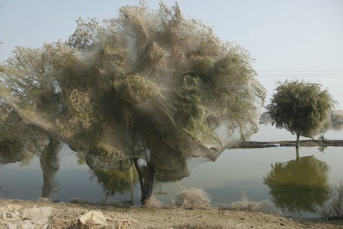 pakistan_tree_spiders