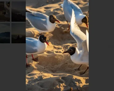 Configurable And Flexible Gallery Component Based On PhotoSwipe Configurable And Flexible Gallery Component Based On PhotoSwipe